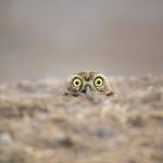 Eavesdropping Owl meme