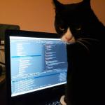 Programmer cat