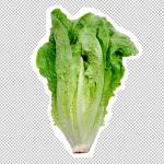 Romaine lettuce meme