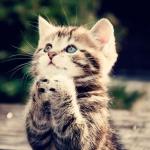 Praying Cat