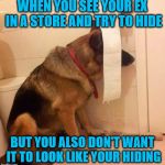 Is this toilet paper 2-ply?  I'm very interested in this brand of toilet paper.  **please don't see me, please pass me by** | WHEN YOU SEE YOUR EX IN A STORE AND TRY TO HIDE; BUT YOU ALSO DON'T WANT IT TO LOOK LIKE YOUR HIDING | image tagged in ninja dog hides behind toilet paper,memes,dogs,funny,dodging your ex,reaction | made w/ Imgflip meme maker