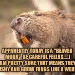 Beaver | APPARENTLY TODAY IS A "BEAVER MOON". BE CAREFUL FELLAS.....I AM PRETTY SURE THAT MEANS THEY GET BUSHY AND GROW FANGS LIKE A WEREWOLF. | image tagged in beaver,funny,memes,funny memes | made w/ Imgflip meme maker