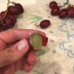 surgery on a grape