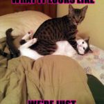 DIRTY CATS | THIS ISN'T WHAT IT LOOKS LIKE; WE'RE JUST PLAYING I SWEAR! | image tagged in dirty cats | made w/ Imgflip meme maker