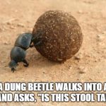 Hard Working Dung Beetle | A DUNG BEETLE WALKS INTO A BAR AND ASKS, "IS THIS STOOL TAKEN?" | image tagged in hard working dung beetle | made w/ Imgflip meme maker