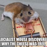 Socialist Mouse | SOCIALIST MOUSE DISCOVERED WHY THE CHEESE WAS FREE. | image tagged in mousetrap,socialism,free cheese | made w/ Imgflip meme maker