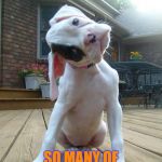 Confused puppy | WHO IS OUR TOP DOG? SO MANY OF YOU DESERVE IT! | image tagged in confused puppy | made w/ Imgflip meme maker