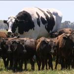 Giant Cow