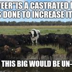 Knickers the giant cow | A "STEER"IS A CASTRATED MALE. THIS IS DONE TO INCREASE IT'S SIZE. A "COW" THIS BIG WOULD BE UN-HERD OF | image tagged in knickers the giant cow | made w/ Imgflip meme maker