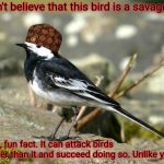 Savage Pied Wagtail | Don't believe that this bird is a savage? Well, fun fact. It can attack birds bigger than it and succeed doing so. Unlike you. | image tagged in savage pied wagtail,scumbag | made w/ Imgflip meme maker