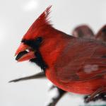 Cardinal Bird