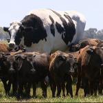 BIG COW