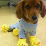 doggy friday | EVEN DOGS; ARE BABIES INSIDE | image tagged in doggy friday | made w/ Imgflip meme maker