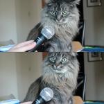 Interview Cat HD (1280x1446)