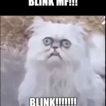 Blinking cat | BLINK MF!!! BLINK!!!!!!! | image tagged in blinking cat | made w/ Imgflip meme maker