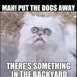 Blinking cat | MAH! PUT THE DOGS AWAY; THERE'S SOMETHING IN THE BACKYARD | image tagged in blinking cat | made w/ Imgflip meme maker