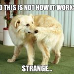 dog: tail-chasing | SO THIS IS NOT HOW IT WORKS? STRANGE... | image tagged in dog tail-chasing | made w/ Imgflip meme maker