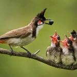 bird feeding babies
