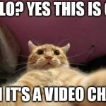 Crazy Animals | HELLO? YES THIS IS CAT; OH IT'S A VIDEO CHAT | image tagged in crazy animals | made w/ Imgflip meme maker