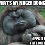 Funny animals | WHAT'S MY FINGER DOING? OPPS IT DOES THAT ON ITS OWN | image tagged in funny animals | made w/ Imgflip meme maker