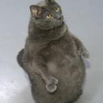 Fat Cat Potluck