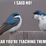 birds | I SAID NO! THIS YEAR YOU'RE TEACHING THEM TO FLY. | image tagged in birds | made w/ Imgflip meme maker