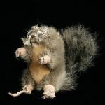 headless squirrel dog toy