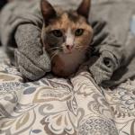 Meow meow muthafucka