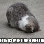 Meetings | MEETINGS MEETINGS MEETINGS | image tagged in cat face palm - mondays,meeting,bored,crying,nooooooooo | made w/ Imgflip meme maker