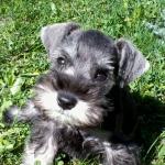 MAX the Schnauzer