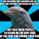 Dolphin | DID YOU KNOW THAT DOLPHINS ARE SO SMART THAT WITHIN A FEW WEEKS OF CAPTIVITY; THEY CAN TRAIN PEOPLE TO STAND ON THE VERY EDGE OF THE POOL AND THROW THEM FISH | image tagged in dolphin | made w/ Imgflip meme maker