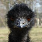 Bad News Emu meme