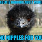 Bad  News Emu | TUMBLR IS BANNING ADULT CONTENT; NO NIPPLES FOR YOU | image tagged in bad news emu | made w/ Imgflip meme maker