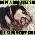 IT'LL BE FUN | ADOPT A DOG THEY SAID; IT'LL BE FUN THEY SAID! | image tagged in it'll be fun | made w/ Imgflip meme maker