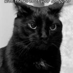 Black cat pissed | I Will never stop playing with the wires of your computer | image tagged in black cat pissed | made w/ Imgflip meme maker