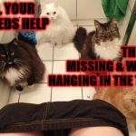 TAIL INTERVENTION | HUMAN, YOUR TAIL NEEDS HELP; THE FUR IS MISSING & WHY IS IT HANGING IN THE TOILET? | image tagged in tail intervention | made w/ Imgflip meme maker
