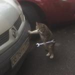 cat mechanic meme