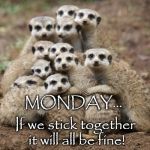 Meerkat Monday | MONDAY... If we stick together it will all be fine! | image tagged in meerkat monday | made w/ Imgflip meme maker