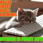 Bored Meme Cat | WHEN YOU ALREADY SEEN ALL THE GOOD MEMES; AND NOTHING IS FUNNY ANYMORE | image tagged in bored keyboard cat,bored,good memes | made w/ Imgflip meme maker