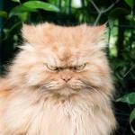 Displeased cat