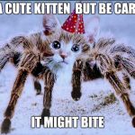 Spider Kitten | IT'S A CUTE KITTEN  BUT BE CAREFUL; IT MIGHT BITE | image tagged in spider kitten | made w/ Imgflip meme maker