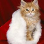 Christmas  kitten