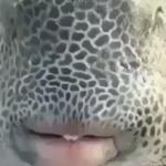 Nigga Fish