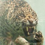 Underwater Jaguar