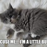 Sweet kitty | EXCUSE ME.... I'M A LITTLE BUSY | image tagged in sweet kitty | made w/ Imgflip meme maker