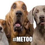 surprised dogs | #METOO | image tagged in surprised dogs | made w/ Imgflip meme maker
