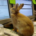 computer rabbit