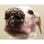 sprinkles dog's nose