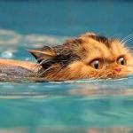 Swimming cat meme