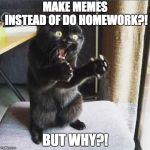 But Why Cat Meme Generator - Imgflip